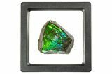 Iridescent Ammolite (Fossil Ammonite Shell) - Vibrant Green/Blue #310339-1